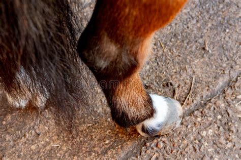 Horse Standing Hind Legs Stock Photos Free And Royalty Free Stock
