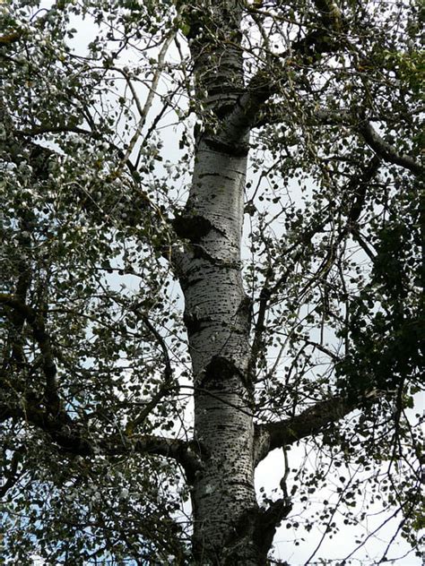 White Poplar Tree Poplar Populus Alba Bark Log 12 Inch By 18 Inch