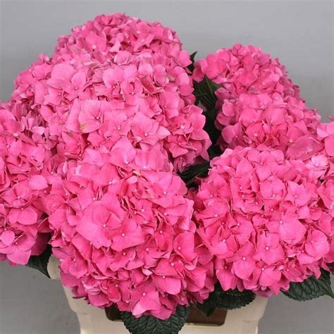 hydrangea rodeo pink 75cm wholesale dutch flowers and florist supplies uk