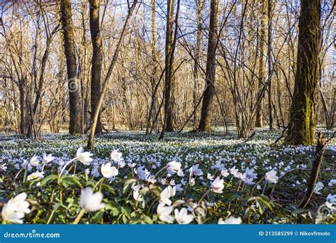 Flowers Carpet In A Woodland In Spring Stock Image Image Of Flowers