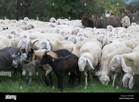 Large Herd Sheep With Goats And Donkeys Grazing Stock Photo Alamy