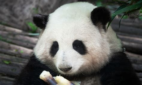 Netizens Celebrate Birthday Of Giant Panda Top Stars In Chengdu And
