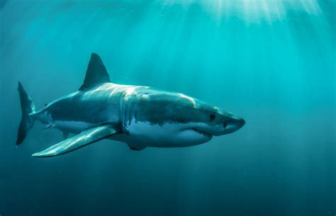 Gray Shark Animals Shark Fish Underwater Hd Wallpaper Wallpaper Flare