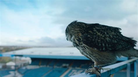 Few Screenshots From The We Are Sheffield Wednesday Video
