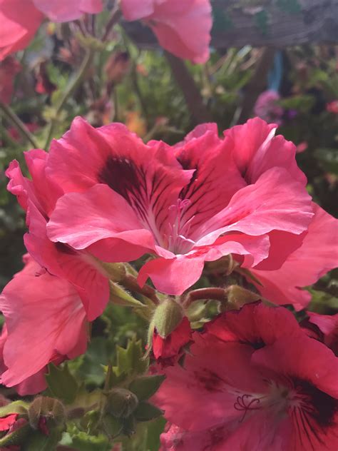 Maybe you would like to learn more about one of these? Pin by Martha Melara on Garden: Mi jardín en South San ...