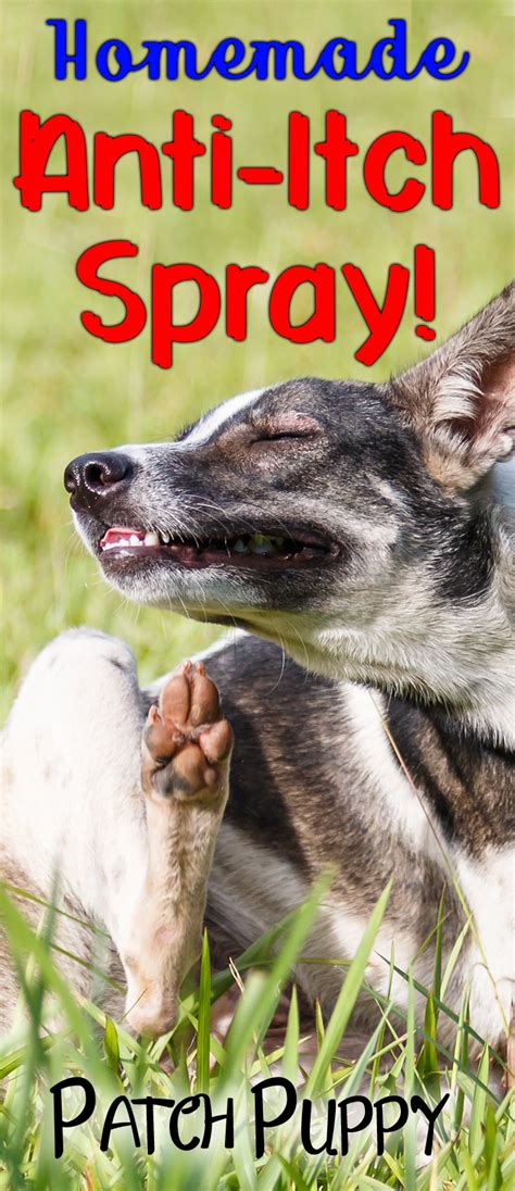 Chickpea flour is a good substitute for wheat flour for dogs with suspected wheat or grain allergies as it's free of both potential allergens. Homemade Anti-Itch Spray for Dogs (Easy 3 Ingredient ...