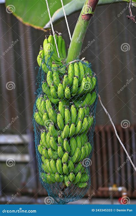 Green Bananas Hanging In A Branch Of Banana Trees Stock Image Image