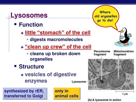 What Is The Function Of A Lysosome In An Animal Cell Slideshare