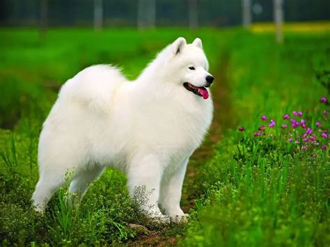 Chó Samoyed Nguồn Gốc đặc điểm Cách Nuôi Và Giá Thành