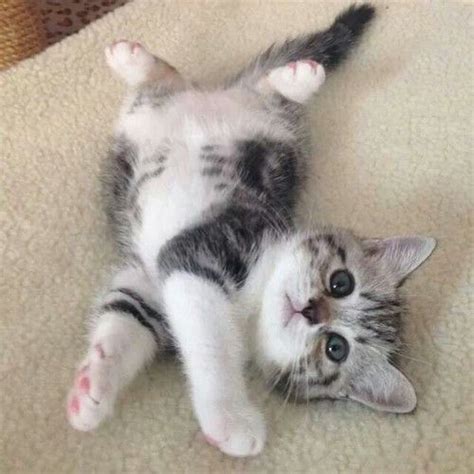 17 Cute Animal Pics For Your Wednesday Animal Cat And Kitty
