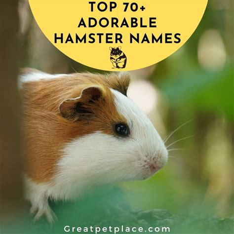 Adorable Hamster Names Our Top 70 Picks