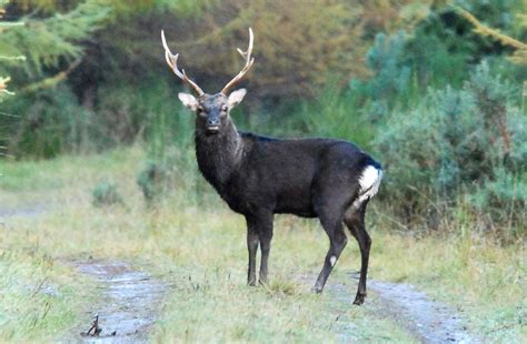 Sika Deer Ray Collier Wildlife In The North Wilderness Cottages