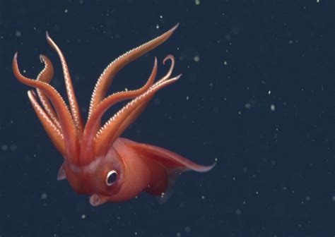 Meet the Only Squid that Willfully Lops off its Arms ...