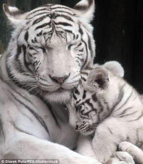 Otters And Science News Beautiful White Tiger Mom And Cubs At Czech