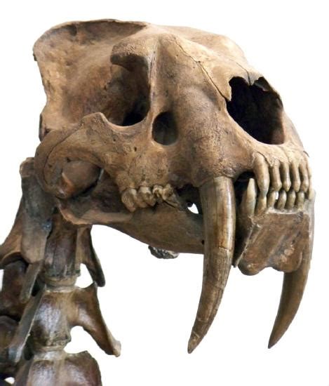Three fossils discovered in a gold mine in the klondike in 2008 are the first western camel bones discovered in the area or alaska for decades, said paleontologist grant zazula, who is with the yukon's department of. 9: Prehistory - Humanities Libertexts