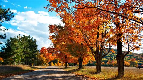 Autumn Trees Beside Road Nature Hd Wallpapers Hd Wallpapers