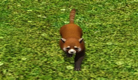 Mod The Sims Red Panda Red Panda Panda Dog Panda