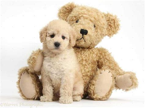 What is the difference in puppy cut and teddy bear cut for maltese? Breeds