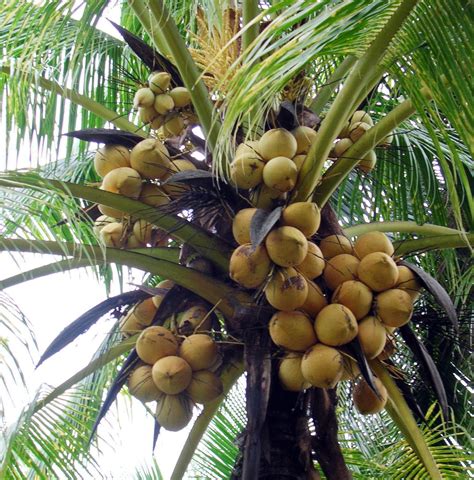 The fruit of the coconut palm, consisting of a fibrous husk surrounding a large seed. Coconut palm cultivation and use in Vietnam: Coconut ...