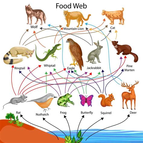 Food Chain Vs Food Web Whats The Difference A Z Animals