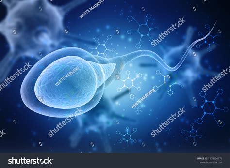 3d Illustration Human Sperm Cell Stock Illustration 1178294776