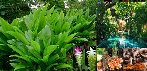 Perennial plants should be considered in your total landscape plan. Turmeric Plant (Curcuma Longa) - Zone 7-11 Height/Width 2 ...