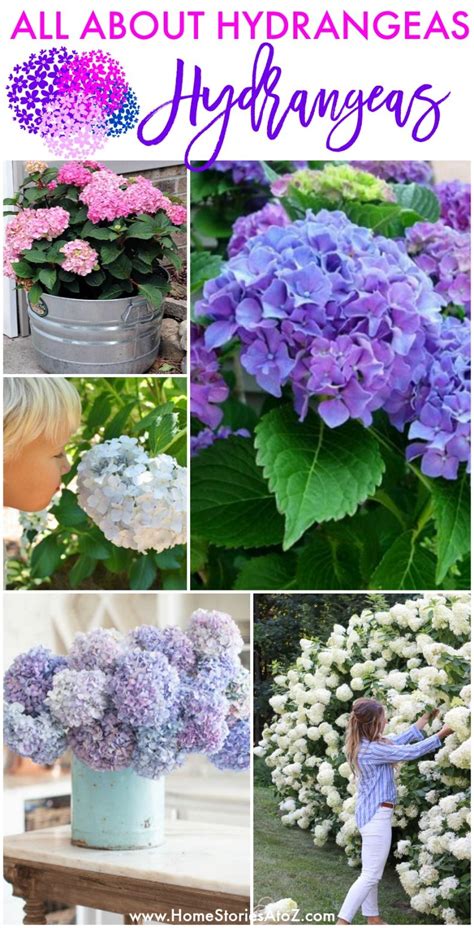 All About Hydrangeas How To Plant Preserve And Care For Hydrangeas