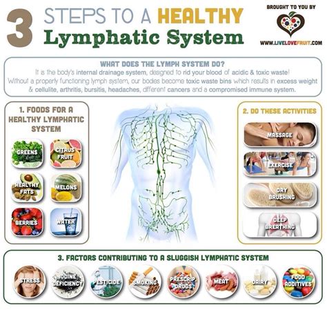 Lymphatisch Systeem Healthy Lymphatic System Lymphatic System Lymph