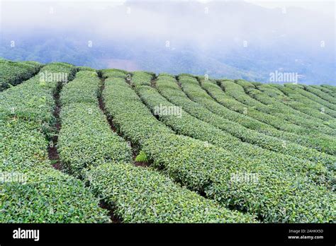 Beautiful Green Tea Crop Garden Rows Scene With Blue Sky And Cloud