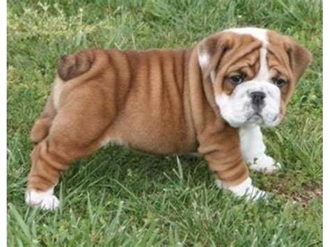 *contest open to usa residents 18 and over. English bulldog puppies for sale - Animals - Los Angeles ...