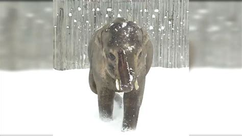 Baby Elephant Just Figured Out How To Throw A Snowball
