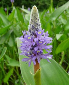 Today we have to cook pickerel weed with. Pickerelweed: Pictures, Flowers, Leaves and Identification ...