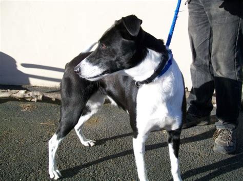 Complete list of dizzee rascal music featured in movies, tv shows and video games. Dizzy - 12 month old female Collie cross Lurcher available ...