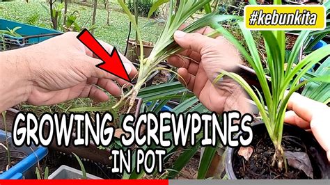 How To Grow At Home Screwpines In Pot Pandan Leaf Plant Pandanus