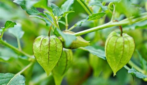 We did not find results for: Ciplukan, Tanaman Super Mahal yang Dulunya Dipandang ...