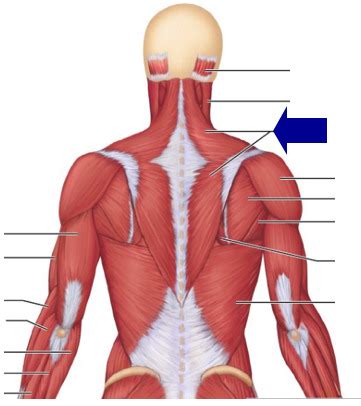 Just a normal torso muscles study i did in anatomy, some people have trouble with this so i giving it to anyone who needs reference. TEST Superficial Posterior Muscles of Head and Torso ...