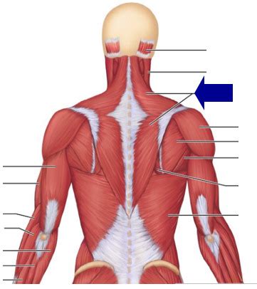 Tap card to see definition 👆. TEST Superficial Posterior Muscles of Head and Torso ...