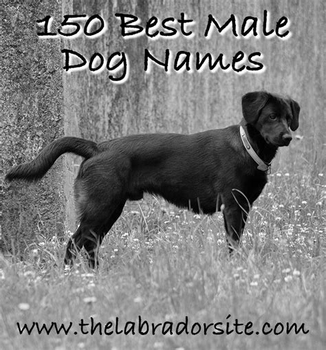 Here you can find the 38 best male french bulldog dog name ideas for any taste. Best 25+ Boy dog names ideas on Pinterest | Names for boy ...