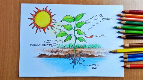 How To Draw Photosynthesis Labelled Diagram Easily Photosynthesis My