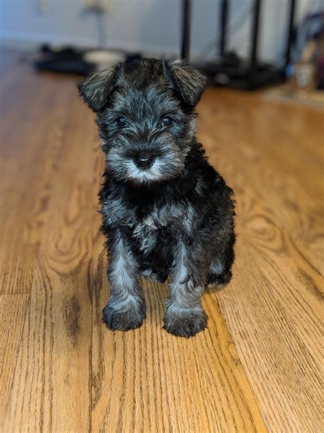 Meet Ginny Miniature Schnauzer Puppy R Aww