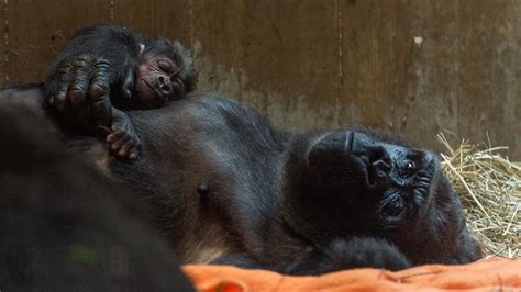 Former Seattle Gorilla Gives Birth To Baby Boy