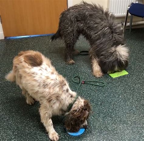 Let’s talk handling: how to keep your canine patients’ tails wagging