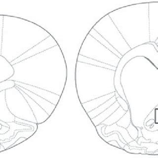 Di quante proteine ha bisogno il tuo corpo dopo l'allenamento per aumentare la massa muscolare? Diagrammatic representation based on the rat brain atlas ...