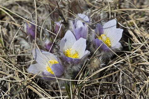 Prairie Crocus Pasque Flower Janet Hill Flickr