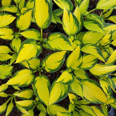Hosta Orange Star Buy Plantain Lily At Coolplants