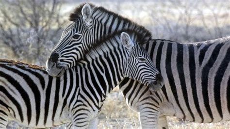 Egypt Zoo Accused Of Painting Donkey To Look Like A Zebra Bbc News