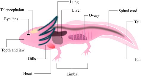 Axolotl A Resourceful Vertebrate Model For Regeneration And Beyond