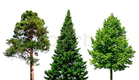 Three Different Trees Isolated On White Stock Image Colourbox