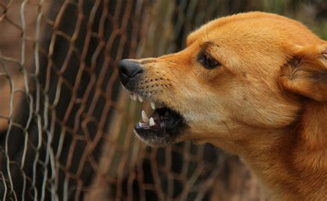 Cómo Saber Si Te Mordió Un Perro Con Rabia