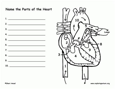 Nativity coloring pages bible coloring pages christmas coloring pages coloring pages for kids coloring sheets coloring. Anatomy Coloring Pages Heart - Coloring Home